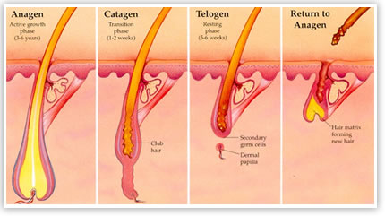 hair growth cycle diagram
