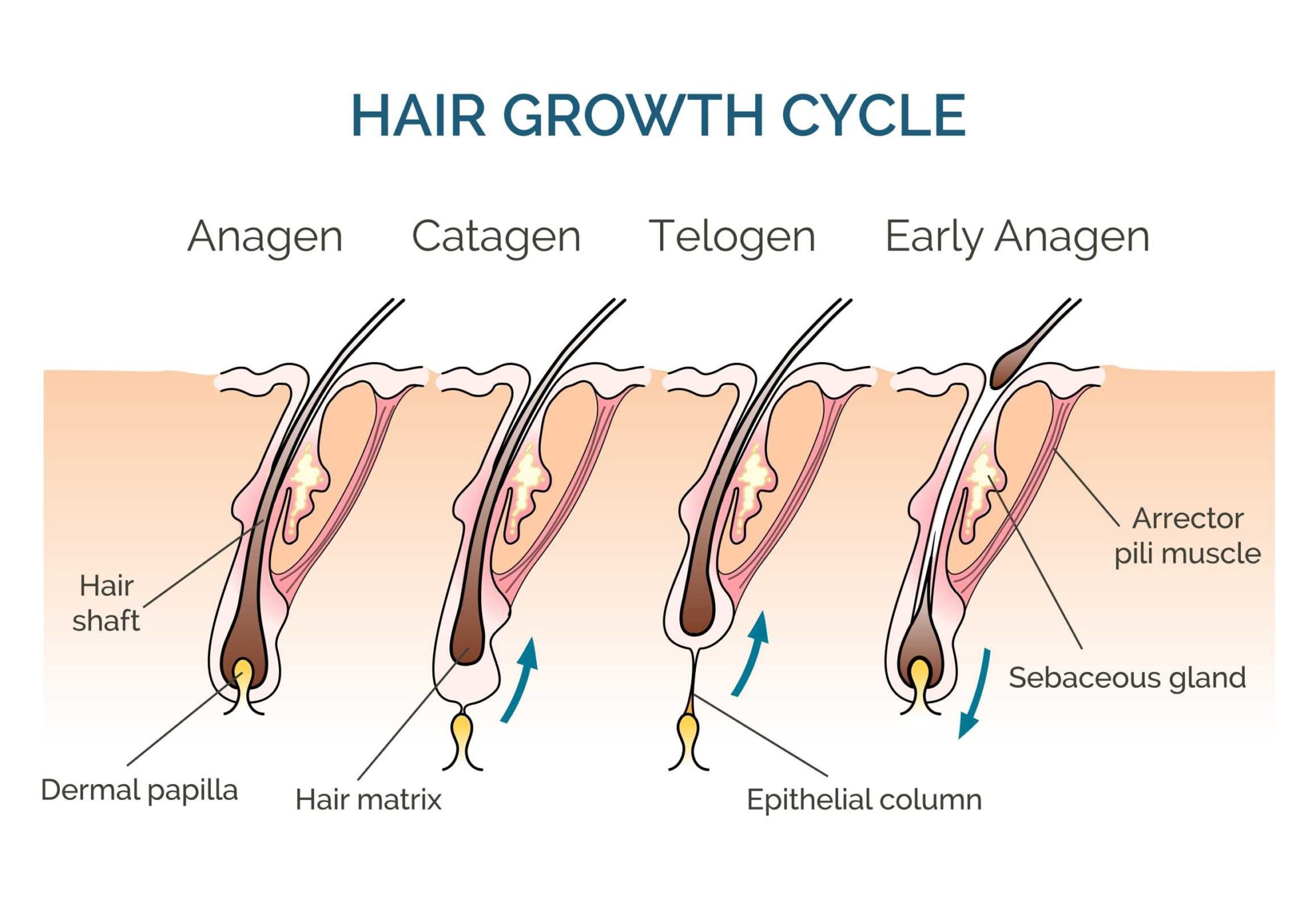 Hair Growth and the Hair Growth Cycle in Toronto, ON