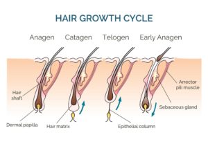 hair growth cycle